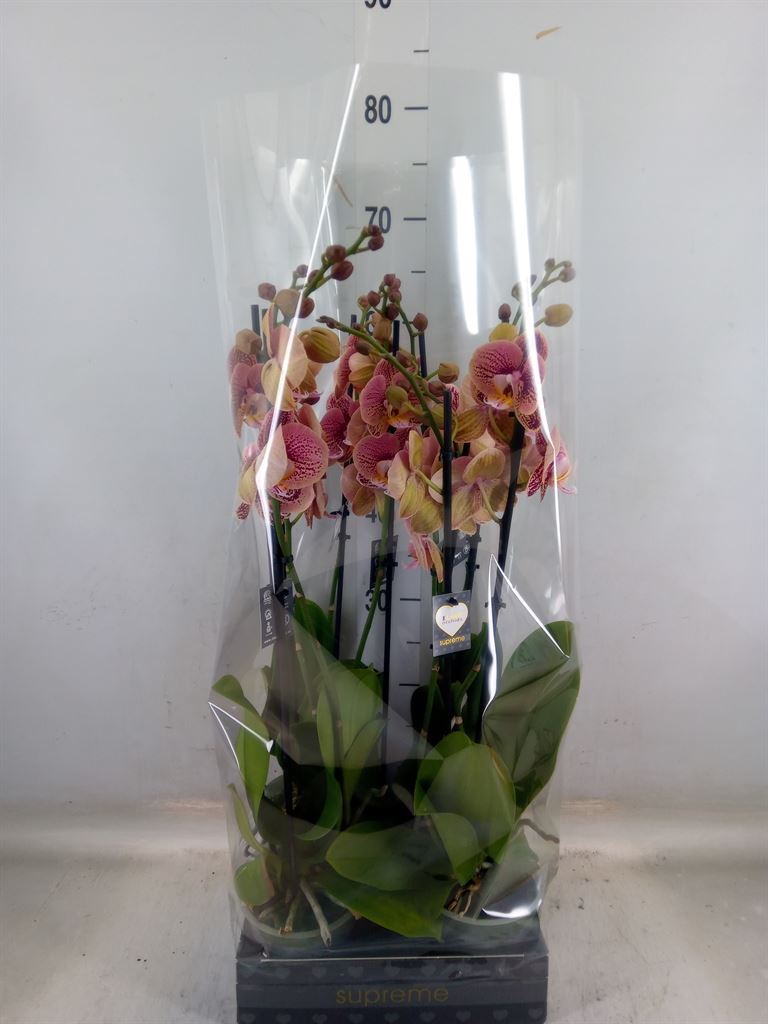 Горшечные цветы и растения оптом Phalaenopsis   ...rose от 5шт из Голландии с доставкой по России