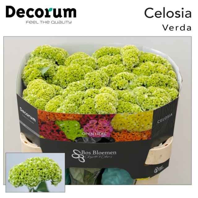 Срезанные цветы оптом Celosia act verda от 40шт из Голландии с доставкой по России