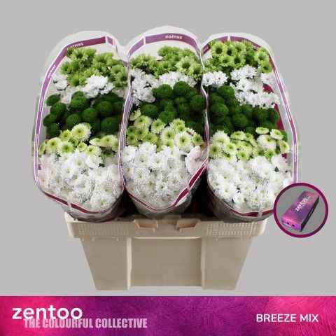 Срезанные цветы оптом Chrys sa mix breeze от 225шт из Голландии с доставкой по России