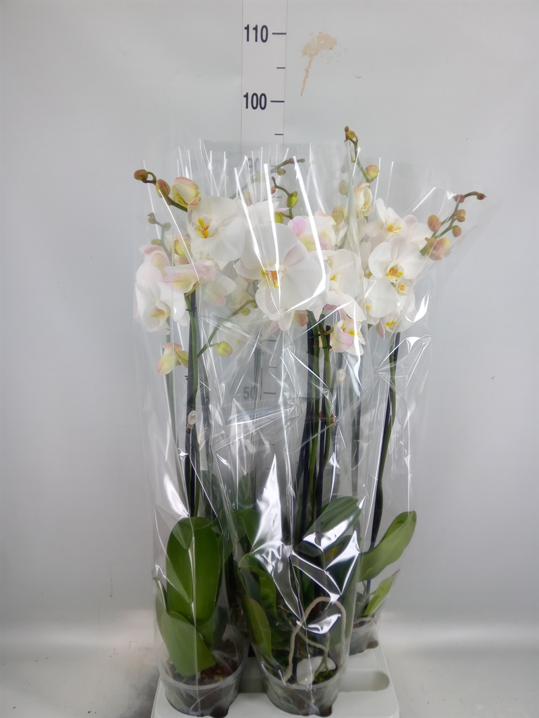 Горшечные цветы и растения оптом Phalaenopsis   ...white от 4шт из Голландии с доставкой по России