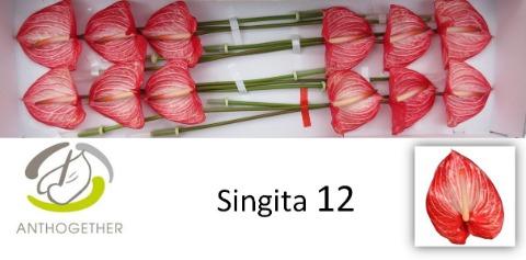 Срезанные цветы оптом Anthurium singita от 12шт из Голландии с доставкой по России