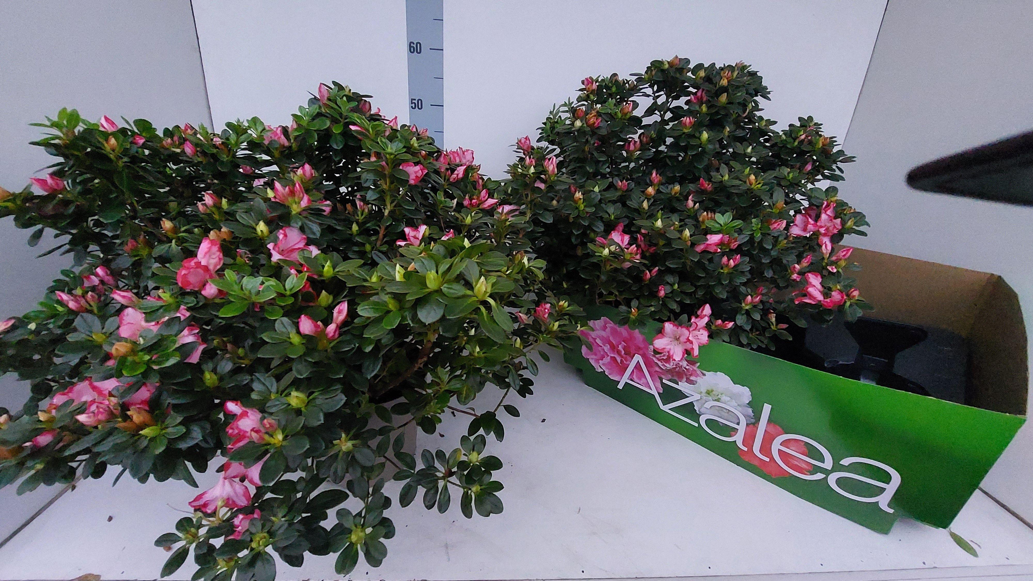 Горшечные цветы и растения оптом Rhodo Si Fluostern от 2шт из Голландии с доставкой по России