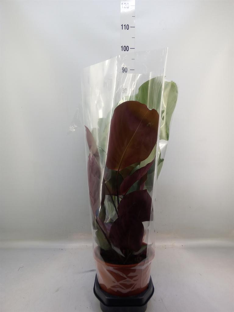 Горшечные цветы и растения оптом Calathea   ...mix от 3шт из Голландии с доставкой по России