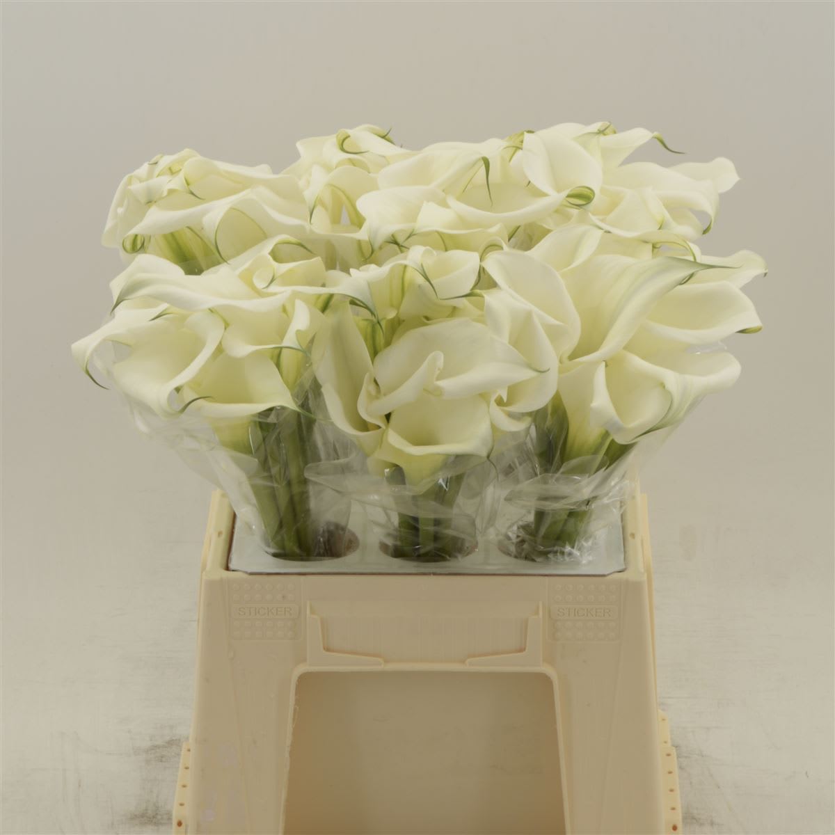 Срезанные цветы оптом Zantedeschia white art от 60шт из Голландии с доставкой по России