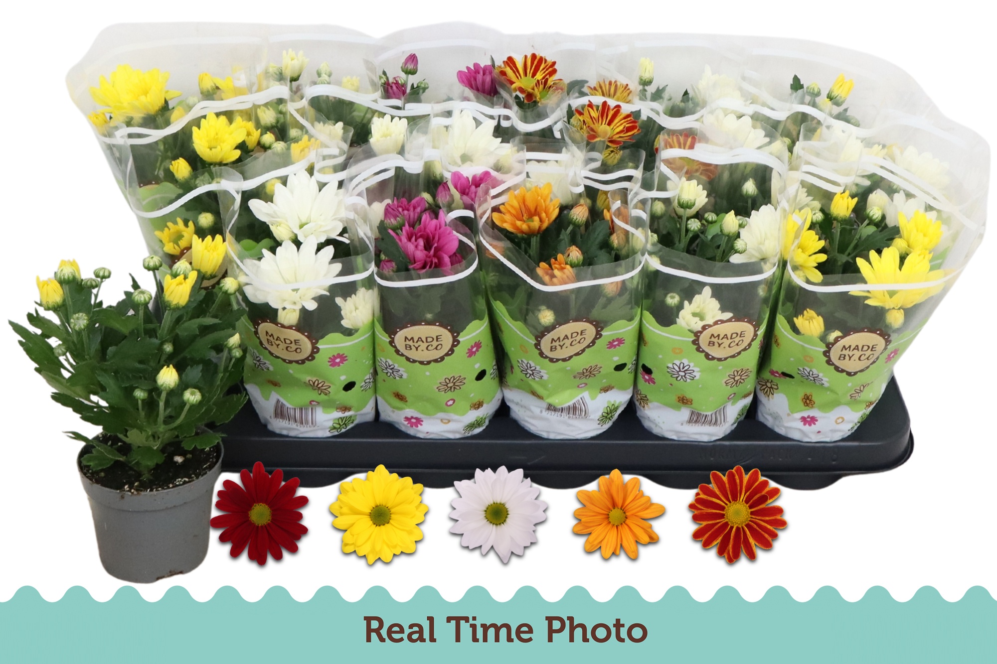 Горшечные цветы и растения оптом Chrys Gem 5 Kl от 18шт (для телеги) из Голландии с доставкой по России