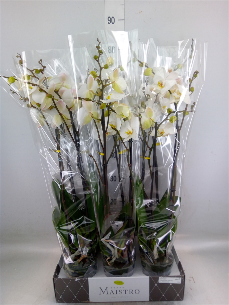 Горшечные цветы и растения оптом Phalaenopsis   ...white от 6шт из Голландии с доставкой по России