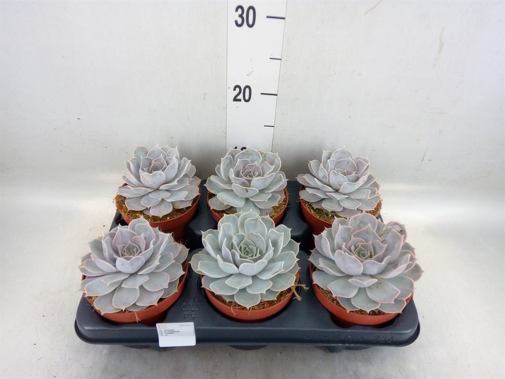 Горшечные цветы и растения оптом Echeveria Lilacina от 6шт из Голландии с доставкой по России