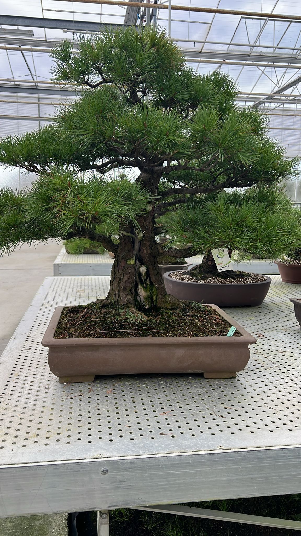 Горшечные цветы и растения оптом Pinus Parviflora iwasaki, Pot 55cm. Height 95cm. от 1шт из Голландии с доставкой по России