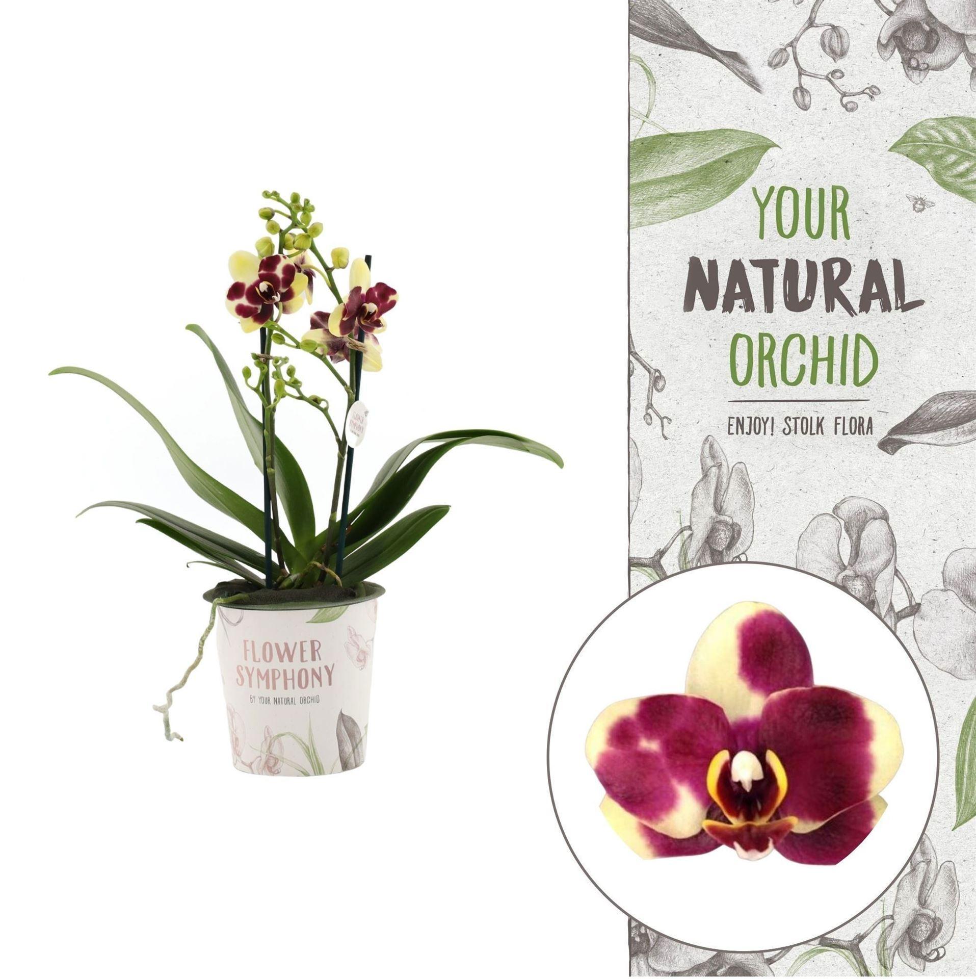 Горшечные цветы и растения оптом Phalaenopsis Multi. ant Catania от 5шт из Голландии с доставкой по России
