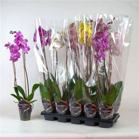 Горшечные цветы и растения оптом Phal 2st Mix 12+ (hazeu) от 10шт из Голландии с доставкой по России