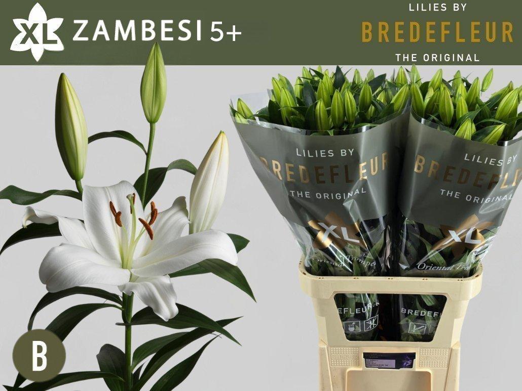 Срезанные цветы оптом Lilium or zambesi от 60шт. из Голландии с доставкой по России