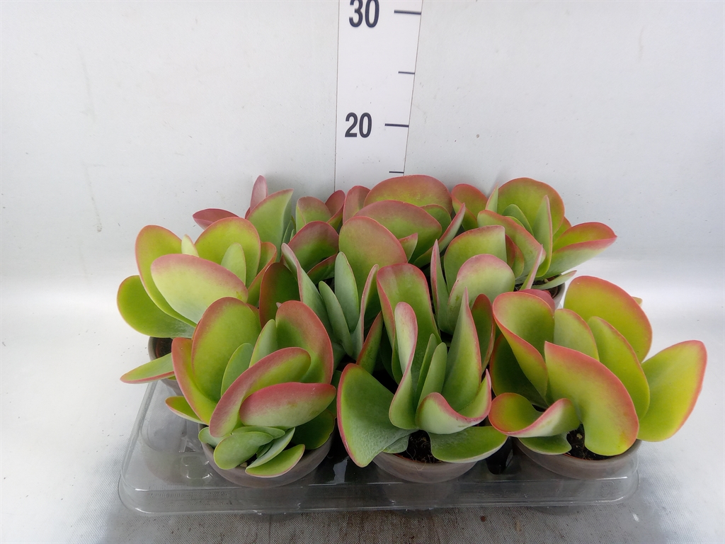 Горшечные цветы и растения оптом Kalanchoe Nf Thyrsiflora от 9шт (для телеги) из Голландии с доставкой по России