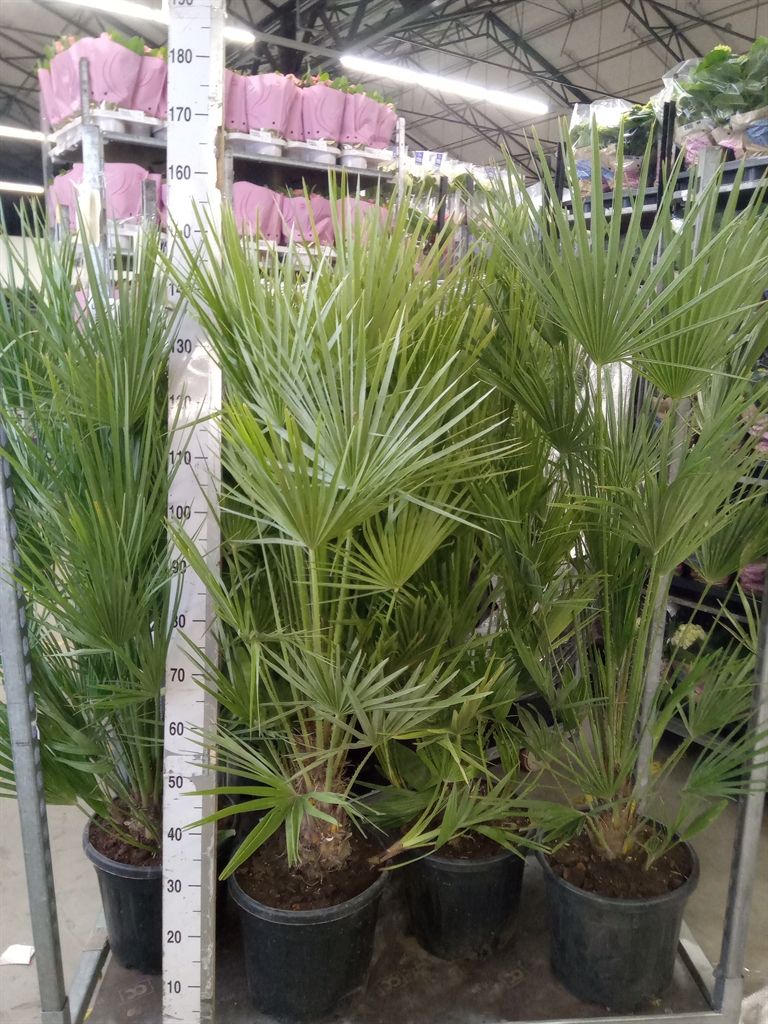 Горшечные цветы и растения оптом Chamaerops Humilis от 1шт из Голландии с доставкой по России