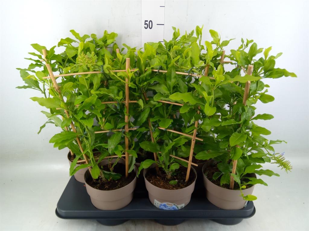 Горшечные цветы и растения оптом Plumbago Auriculata от 6шт из Голландии с доставкой по России