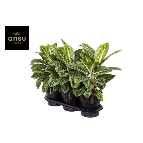 Горшечные цветы и растения оптом Aglaonema Lemon Mint от 3шт из Голландии с доставкой по России