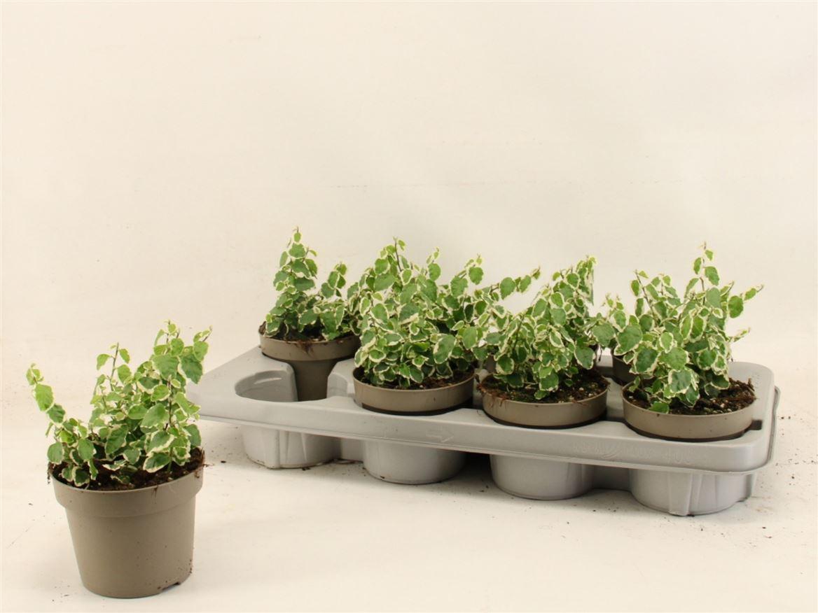 Горшечные цветы и растения оптом Ficus Pumila Belle Sunny от 8шт из Голландии с доставкой по России