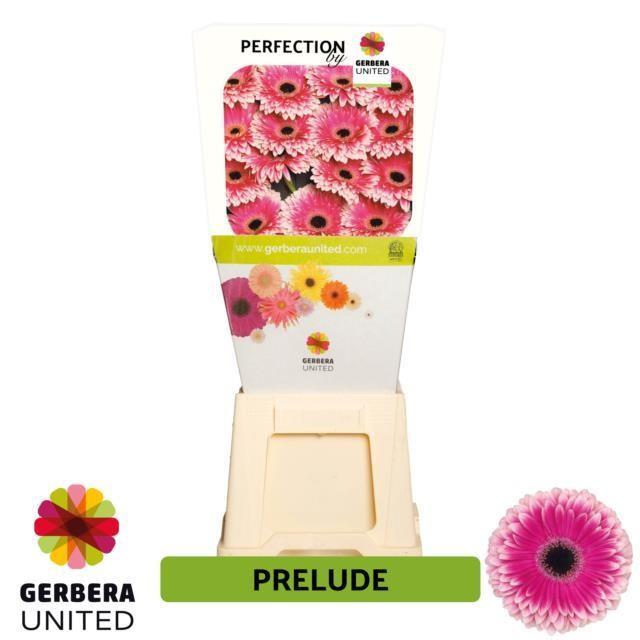 Срезанные цветы оптом Gerbera diamond prelude от 45шт из Голландии с доставкой по России