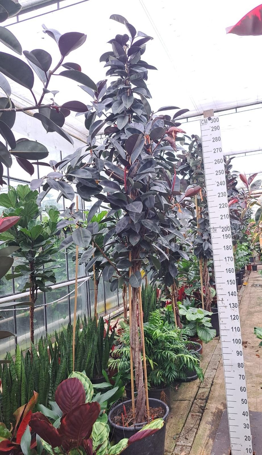Горшечные цветы и растения оптом Ficus Elastica Abidjan Multistam от 1шт из Голландии с доставкой по России
