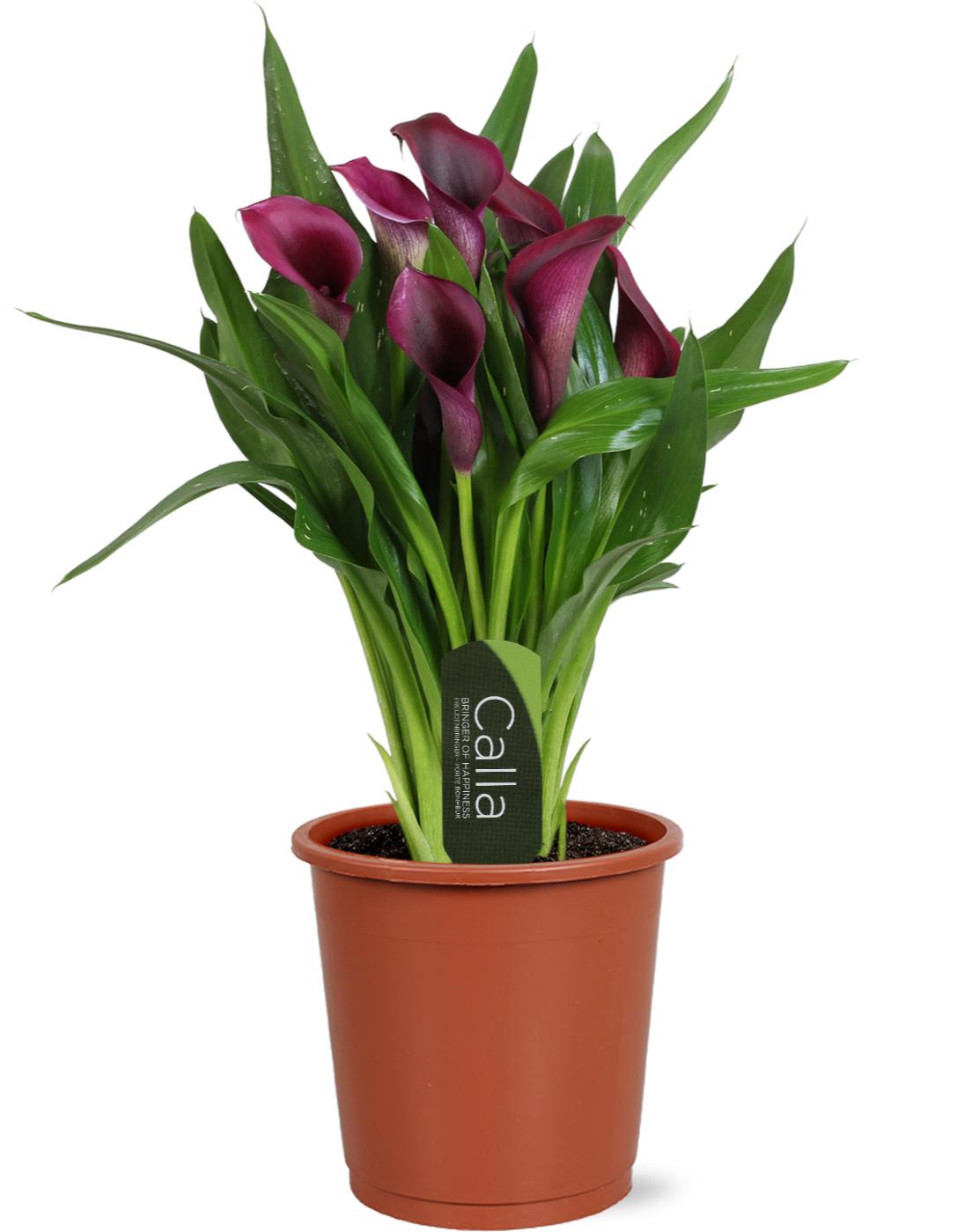 Горшечные цветы и растения оптом Zantedeschia Purple Bullit от 8шт из Голландии с доставкой по России