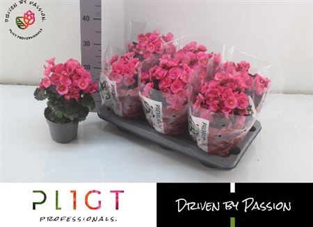 Горшечные цветы и растения оптом Begonia Adonia Pink от 6шт (для телеги) из Голландии с доставкой по России