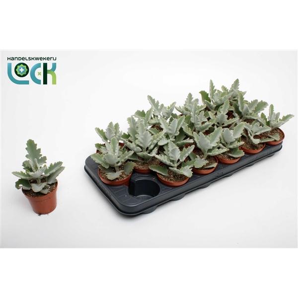 Горшечные цветы и растения оптом Kalanchoe Beharensis Light от 18шт (для телеги) из Голландии с доставкой по России