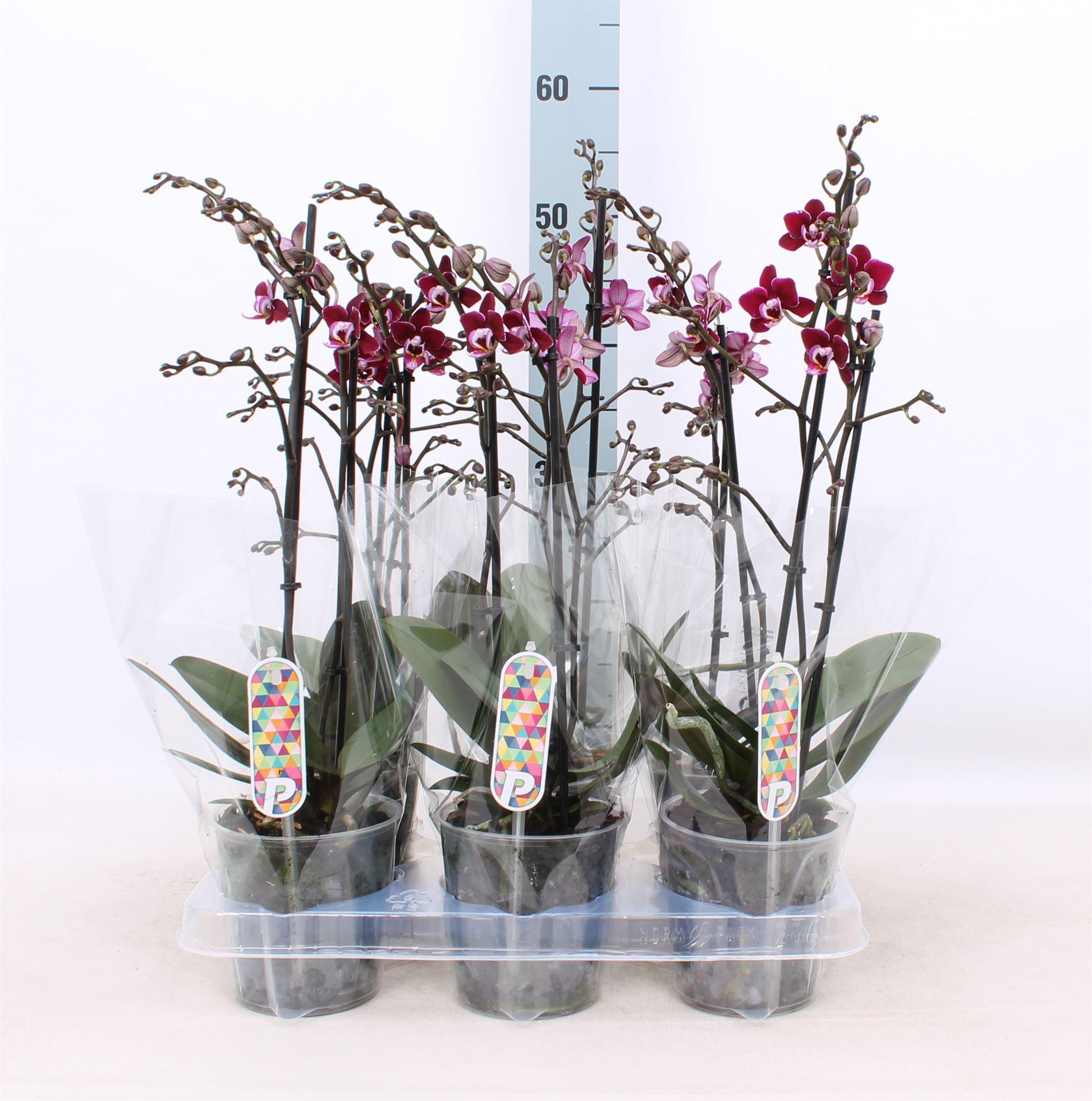 Горшечные цветы и растения оптом Phalaenopsis Multi.   ...red от 6шт из Голландии с доставкой по России