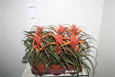 Горшечные цветы и растения оптом Till Ca Hermosa от 6шт из Голландии с доставкой по России