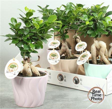 Горшечные цветы и растения оптом Fic Mi Ginseng Deco Ceramic от 6шт из Голландии с доставкой по России