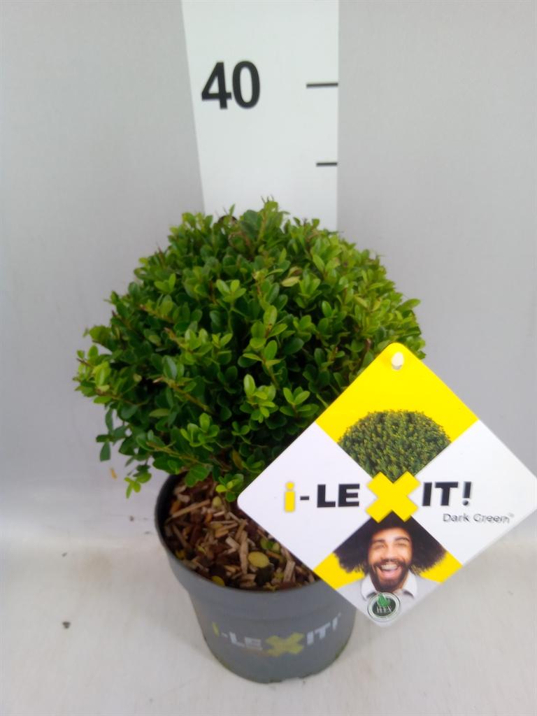 Горшечные цветы и растения оптом Ilex Crenata dark Green от 1шт из Голландии с доставкой по России