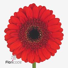 Срезанные цветы оптом Germini diamond nirvana от 80шт из Голландии с доставкой по России