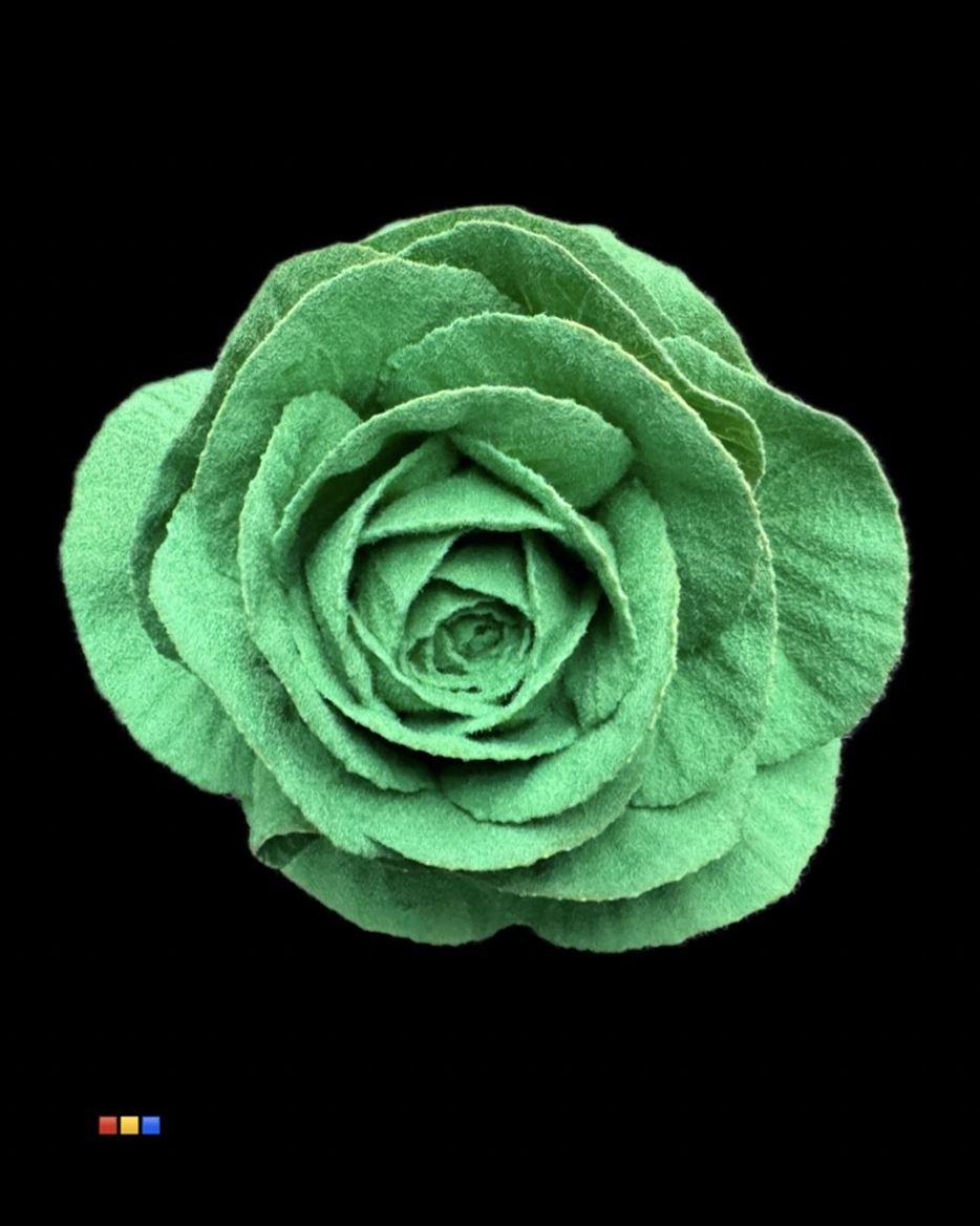 Срезанные цветы оптом Brassica powder green от 20шт из Голландии с доставкой по России