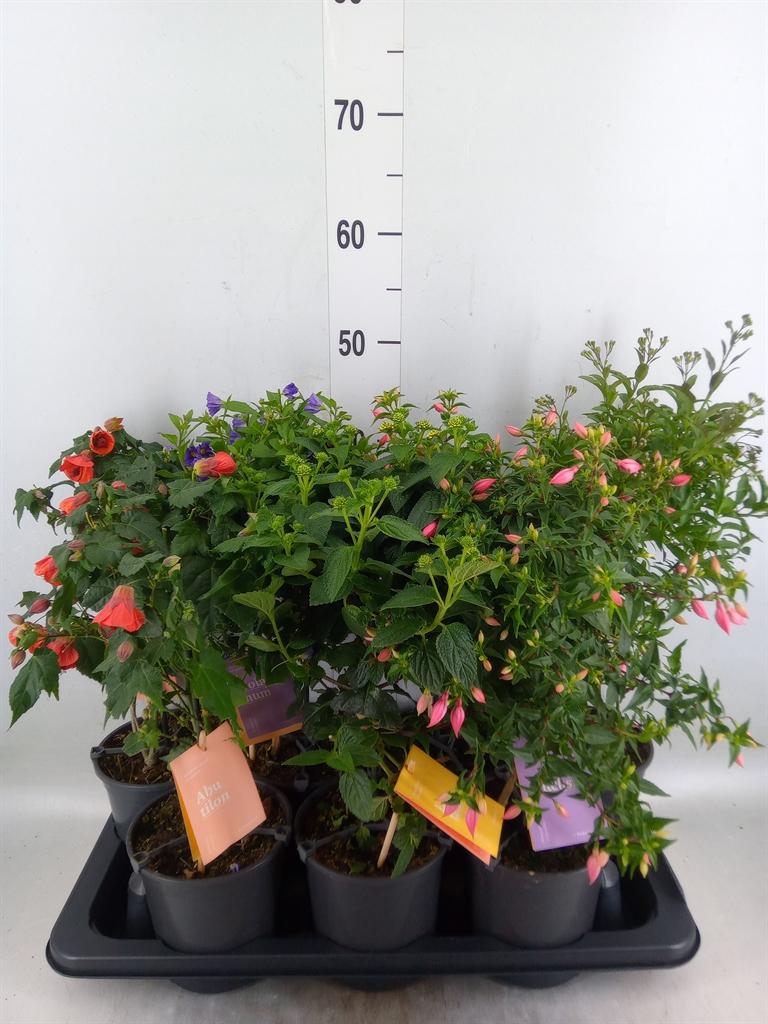 Горшечные цветы и растения оптом Kuipplanten   ...mix        [patio] от 7шт из Голландии с доставкой по России