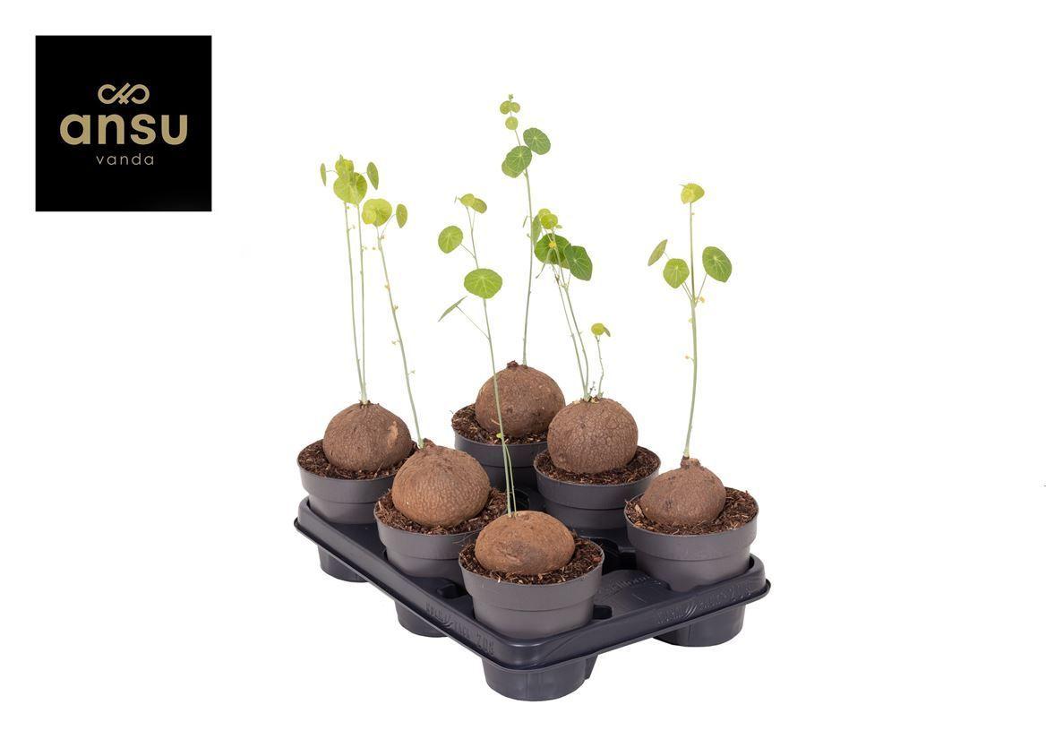 Горшечные цветы и растения оптом Stephania Erecta Xl от 6шт из Голландии с доставкой по России