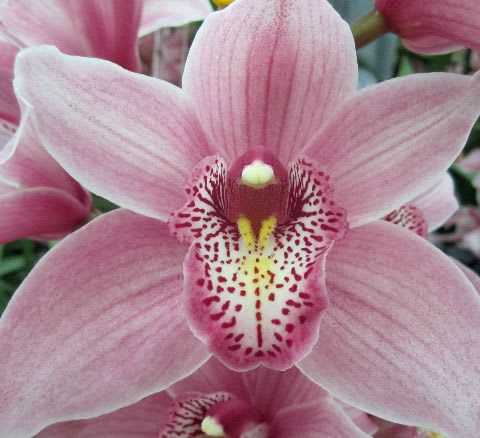 Срезанные цветы оптом Cymbidium pink elliot rogers C290 от 12шт из Голландии с доставкой по России