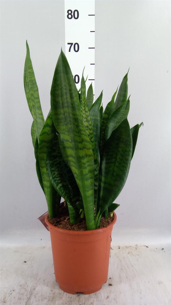 Горшечные цветы и растения оптом Sansevieria Trifa. black Coral от 1шт из Голландии с доставкой по России