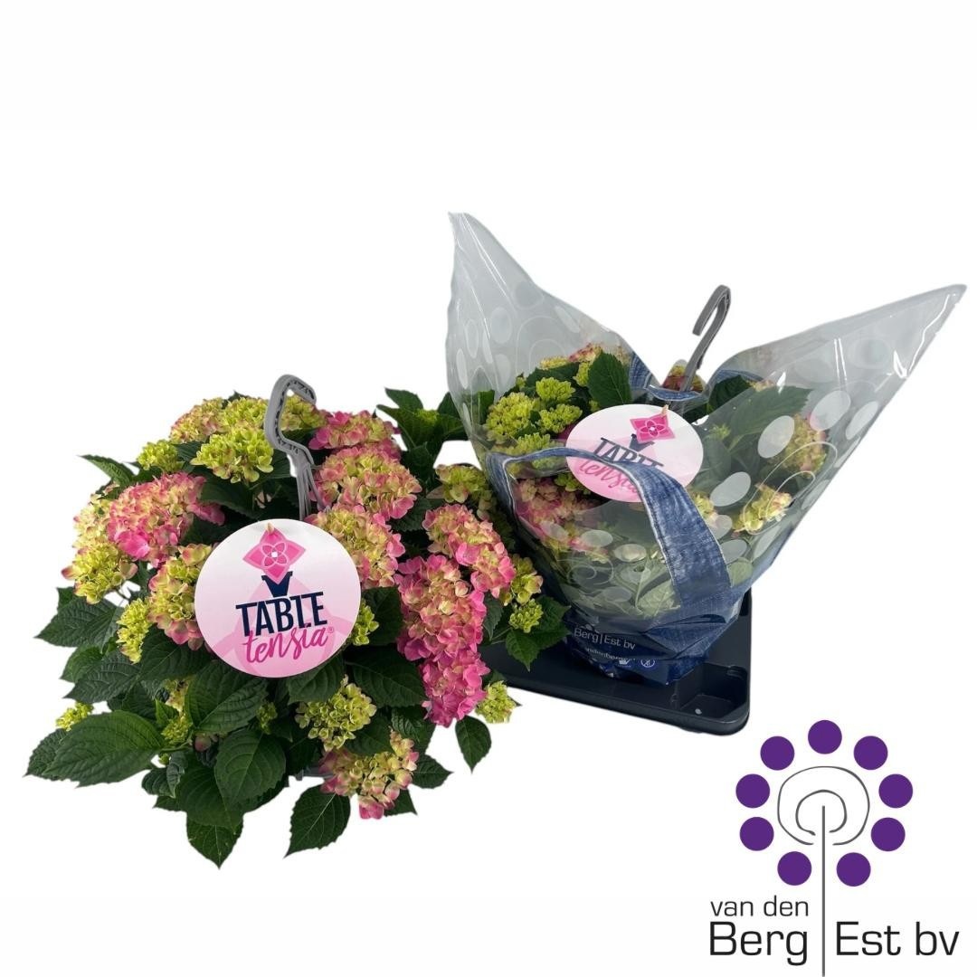 Горшечные цветы и растения оптом Hydr M Table-tensia от 2шт из Голландии с доставкой по России