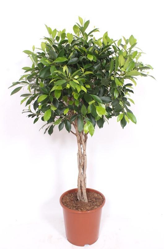 Горшечные цветы и растения оптом Ficus Nitida Twisted Stem от 1шт из Голландии с доставкой по России