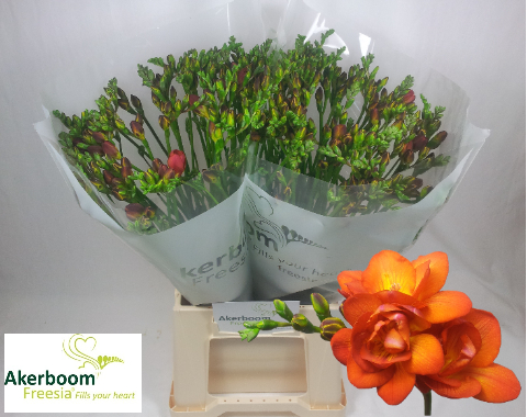 Срезанные цветы оптом Freesia do mandarine от 100шт из Голландии с доставкой по России