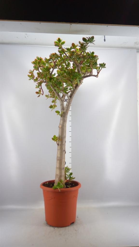 Горшечные цветы и растения оптом Crassula Ovata sunset от 1шт из Голландии с доставкой по России