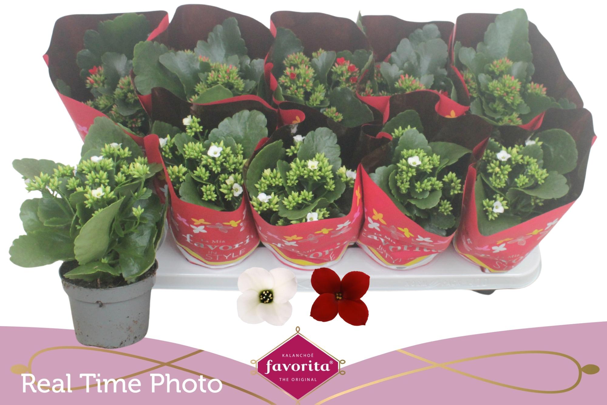 Горшечные цветы и растения оптом Kal En Gem 2 Kl от 10шт из Голландии с доставкой по России