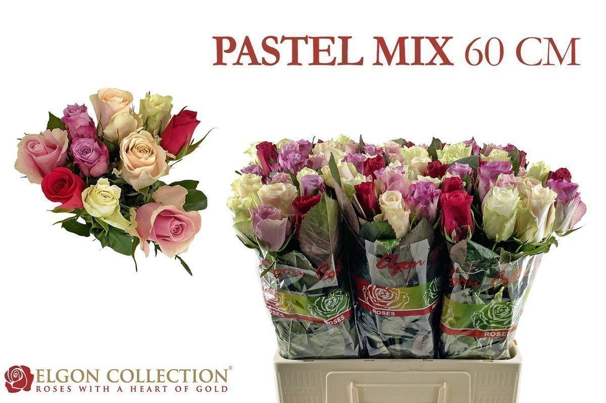 Срезанные цветы оптом Rosa large mix garden VIP roses от 80шт из Голландии с доставкой по России