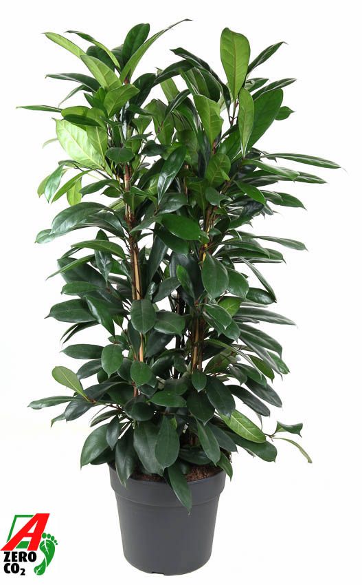 Горшечные цветы и растения оптом Ficus Cyathistipula 3pp от 1шт из Голландии с доставкой по России