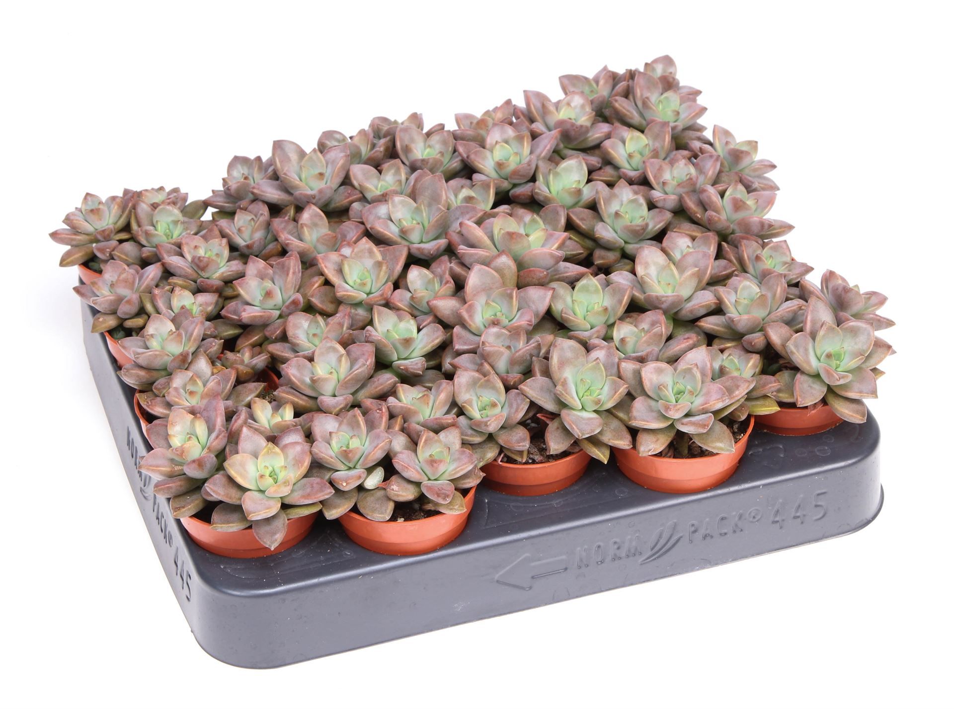 Горшечные цветы и растения оптом Echeveria   ... от 20шт из Голландии с доставкой по России