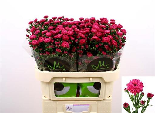 Срезанные цветы оптом Aster flash от 100шт из Голландии с доставкой по России