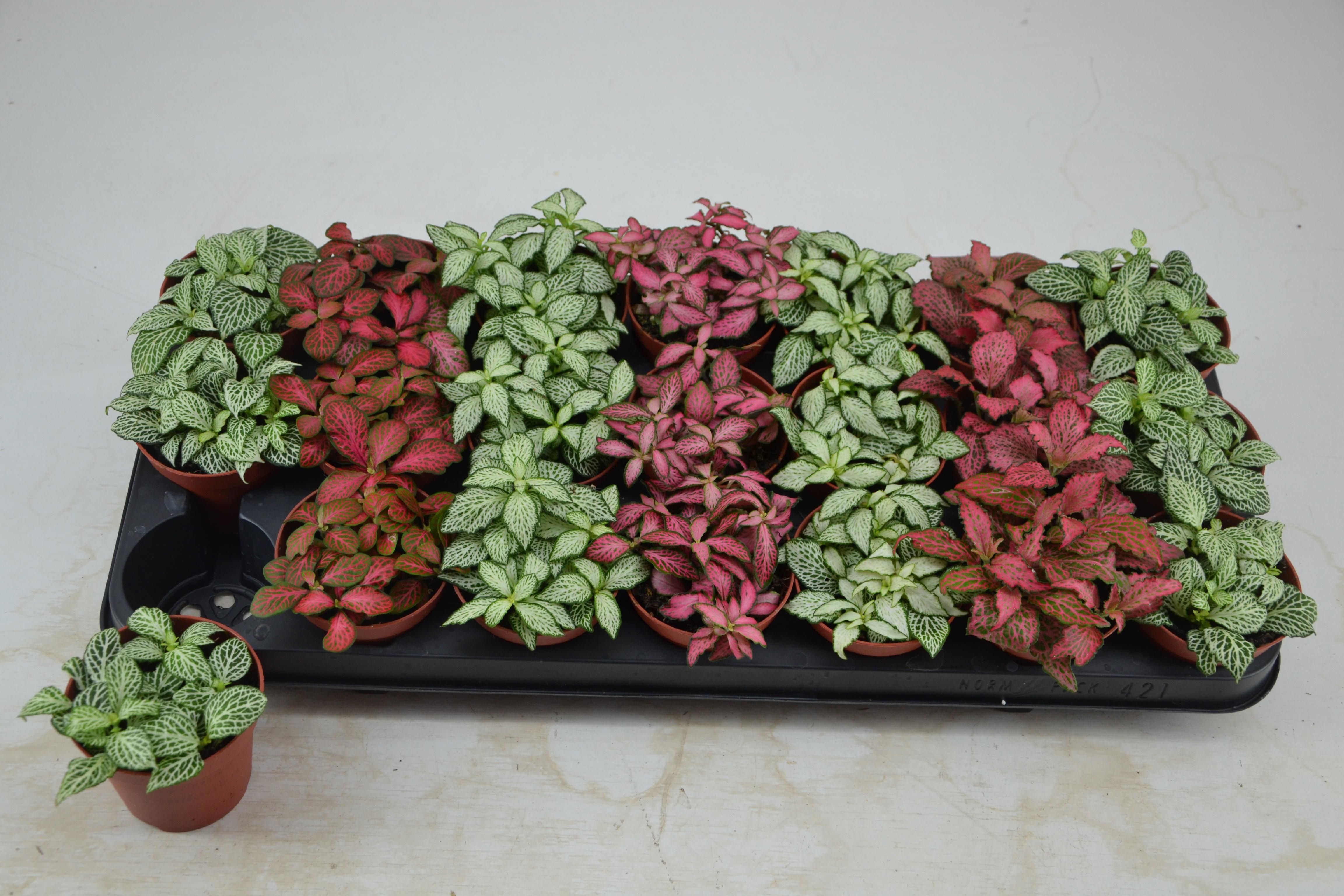 Горшечные цветы и растения оптом Fitt Gem 7 Kl от 21шт (для телеги) из Голландии с доставкой по России