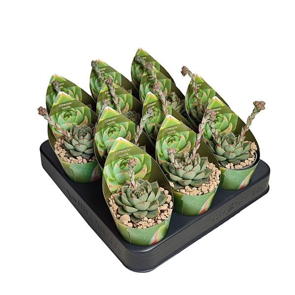 Горшечные цветы и растения оптом Echeveria Fabiola Potcover от 12шт из Голландии с доставкой по России