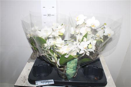 Горшечные цветы и растения оптом Phal Mf Ov Wit 2 Branches 22+ от 3шт из Голландии с доставкой по России