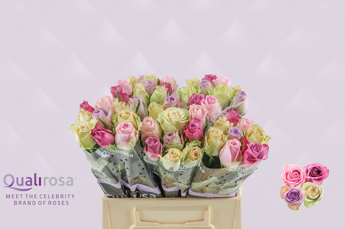Срезанные цветы оптом Rosa large mix rainbow (mixbunch) от 60шт из Голландии с доставкой по России