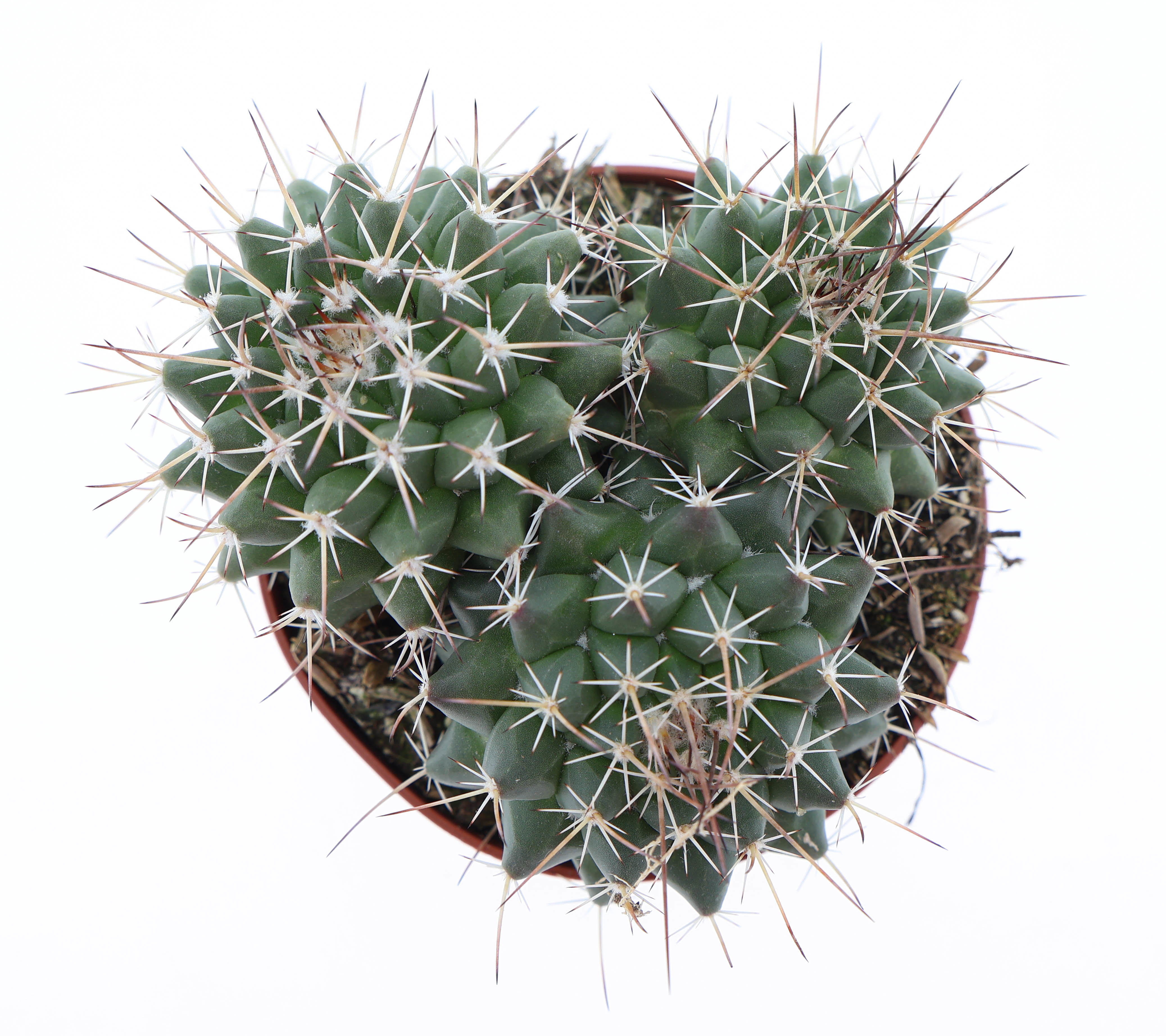 Горшечные цветы и растения оптом Mammillaria Mystax от 12шт (для телеги) из Голландии с доставкой по России