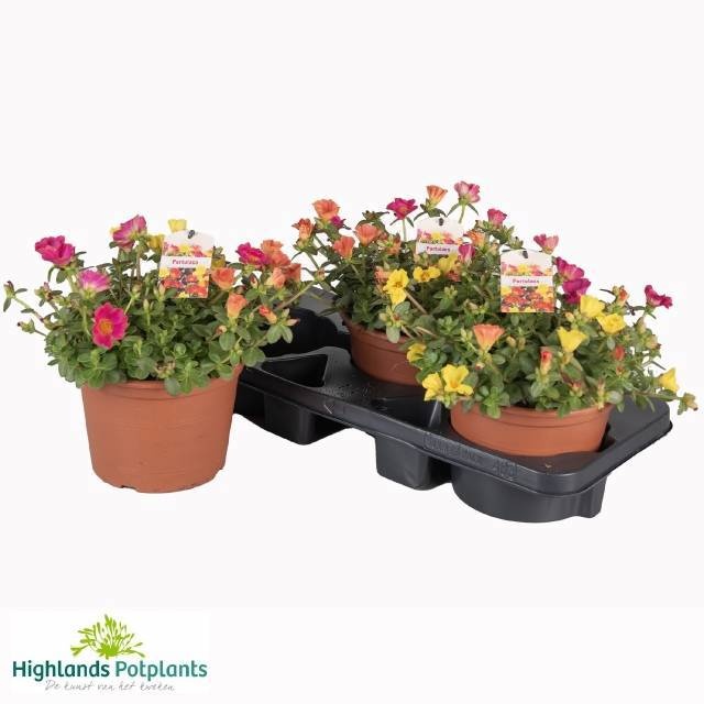Горшечные цветы и растения оптом Portulaca от 3шт из Голландии с доставкой по России Горшечные цветы и растения оптом Portulaca от 3шт из Голландии с доставкой по России